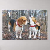 Howling Beagle & Beagle Buddy in Bossen Poster (Voorkant)
