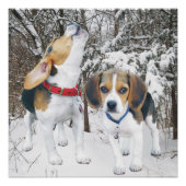 Howling Beagle Pup & Beagle Buddy Poster (Voorkant)