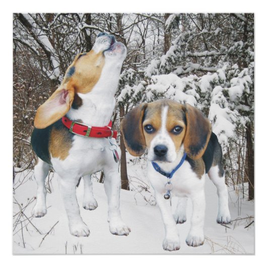 Howling Beagle Pup & Beagle Buddy Poster (Voorkant)