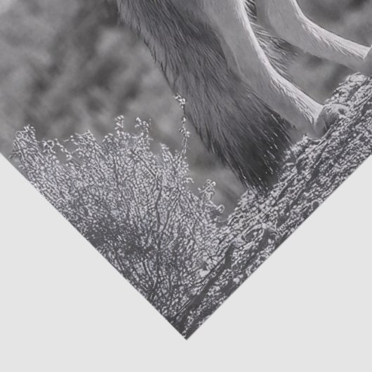 Howling Coyote in het woestijnlandschap Tissuepapier (Detail)