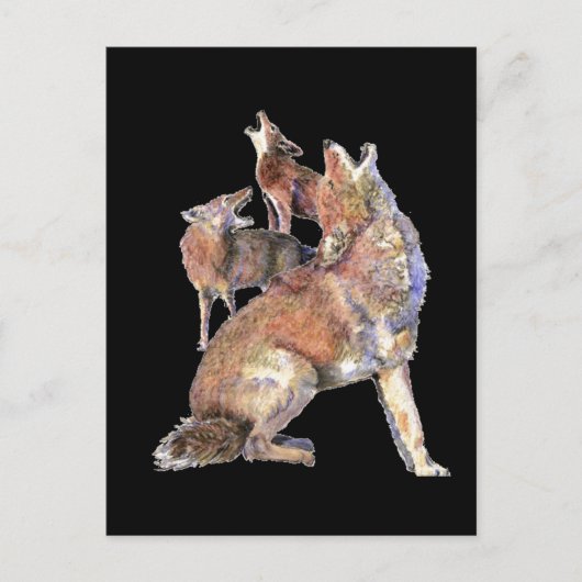 Howling Coyote Pack, Animal, Natuur Wildlife Briefkaart (Voorkant)