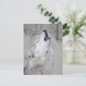 Howling Gray Wolf Briefkaart (Staand voorkant)