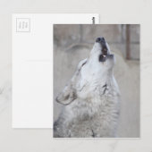 Howling Gray Wolf Briefkaart (Voorkant / Achterkant)