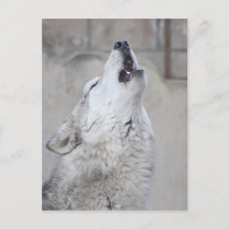 Howling Gray Wolf Briefkaart