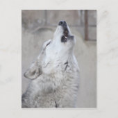 Howling Gray Wolf Briefkaart (Voorkant)