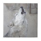 Howling Gray Wolf Tegeltje (Voorkant)