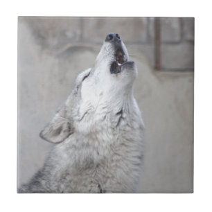 Howling Gray Wolf Tegeltje