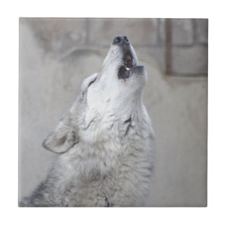 Howling Gray Wolf Tegeltje