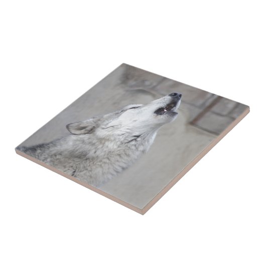 Howling Gray Wolf Tegeltje (Zijkant)