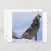 Howling Wolf Briefkaart (Voorkant / Achterkant)