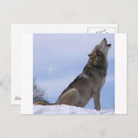 Howling Wolf Briefkaart (Voorkant / Achterkant)