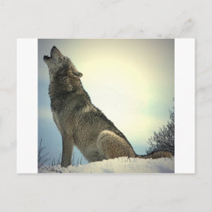 Howling Wolf Briefkaart