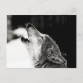 Howling Wolf Briefkaart (Voorkant)
