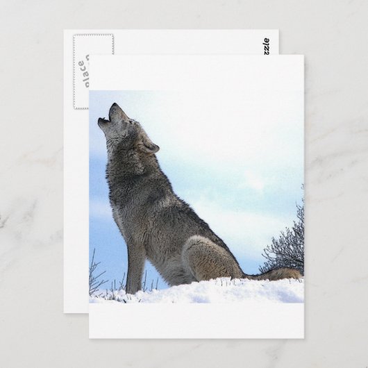 Howling Wolf in sneeuw Briefkaart (Voorkant / Achterkant)