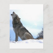 Howling Wolf in sneeuw Briefkaart (Voorkant)