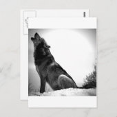 Howling Wolf in sneeuw Briefkaart (Voorkant / Achterkant)