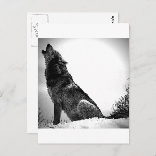 Howling Wolf in sneeuw Briefkaart (Voorkant / Achterkant)