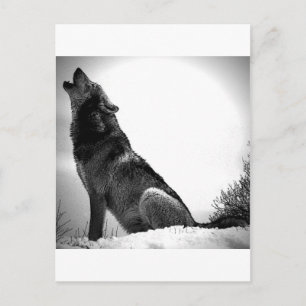 Howling Wolf in sneeuw Briefkaart