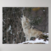 Howling Wolf in Winter Poster (Voorkant)