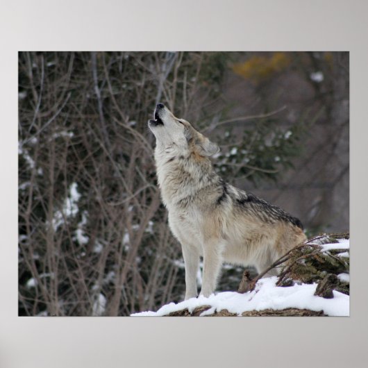 Howling Wolf in Winter Poster (Voorkant)