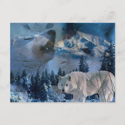 Howling Wolf Pack Briefkaart (Voorkant)