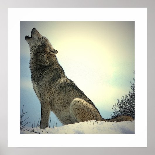 Howling Wolf Poster Afdrukken met witte grenzen (Voorkant)