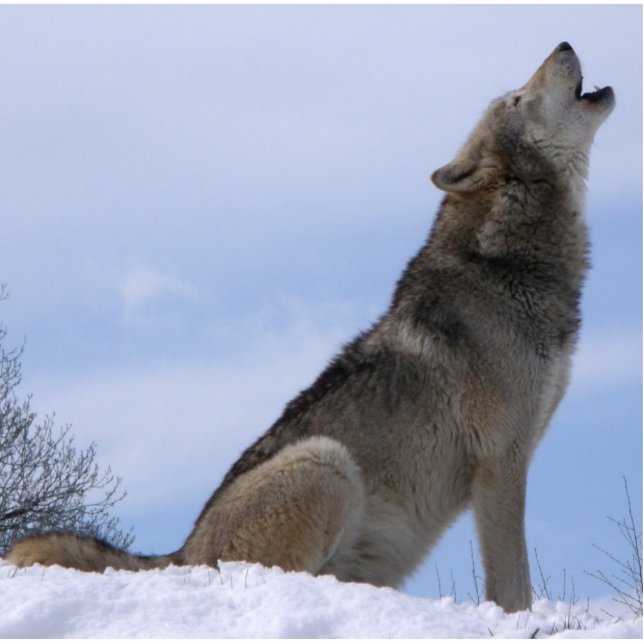 Howling Wolf Staand Fotobeeldje (Voorkant)
