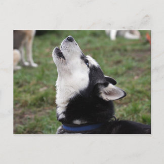 howly briefkaart