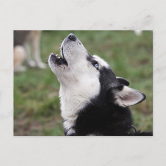 howly briefkaart
