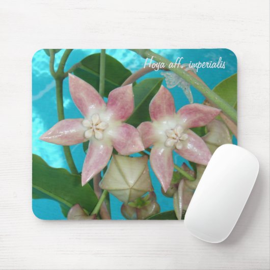Hoya aff. imperialis MousePad Muismat (Met muis)