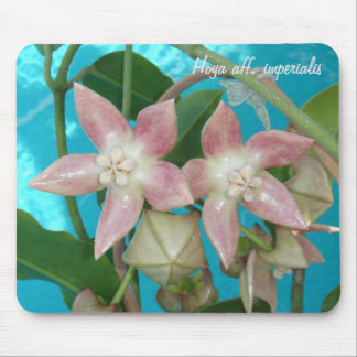 Hoya aff. imperialis MousePad Muismat