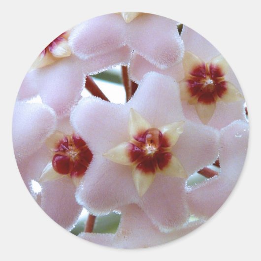 Hoya carnosa bloem ronde sticker (Voorkant)
