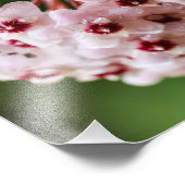 Hoya carnosa foto afdruk (Hoek)