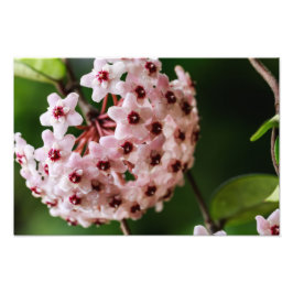 Hoya carnosa foto afdruk