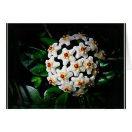 Hoya-kaart (wasmachine)