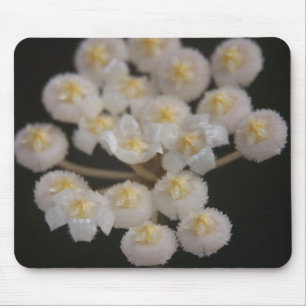 Hoya lacunosa Mousepad Muismat