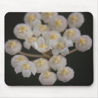 Hoya lacunosa Mousepad Muismat