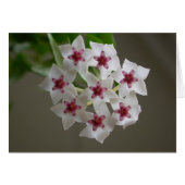 Hoya lanceolata ssp. bella (Voorkant Horizontaal)
