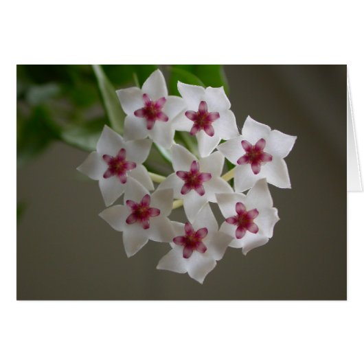 Hoya lanceolata ssp. bella (Voorkant Horizontaal)