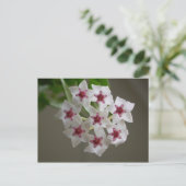 Hoya lanceolata ssp. bella briefkaart (Staand voorkant)