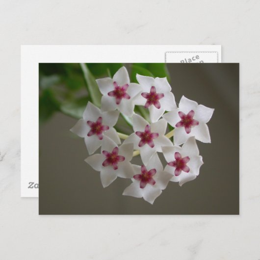 Hoya lanceolata ssp. bella briefkaart (Voorkant / Achterkant)