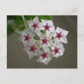 Hoya lanceolata ssp. bella briefkaart (Voorkant)