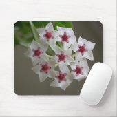 Hoya lanceolata ssp. bella muismat (Met muis)
