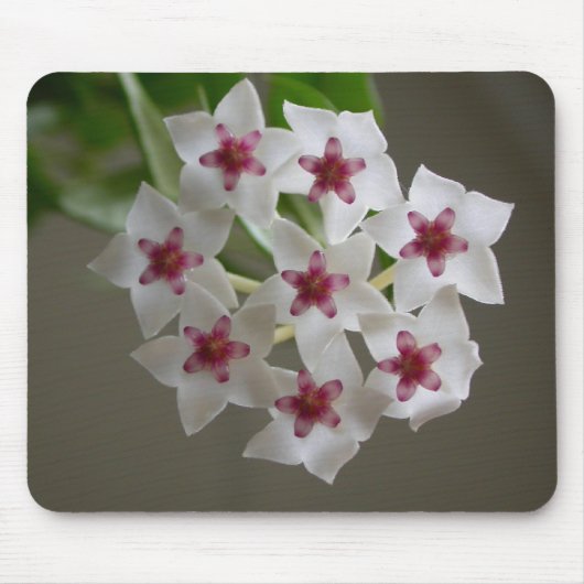 Hoya lanceolata ssp. bella muismat (Voorkant)