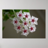 Hoya lanceolata ssp. bella poster (Voorkant)