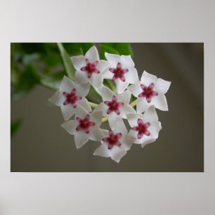 Hoya lanceolata ssp. bella poster