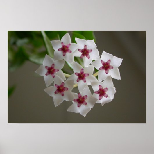 Hoya lanceolata ssp. bella poster (Voorkant)