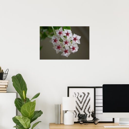 Hoya lanceolata ssp. bella poster (Thuiskantoor)