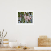Hoya Plant Bloemen Bloem Fotografie Poster (Keuken)