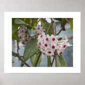 Hoya Plant Bloemen Bloem Fotografie Poster (Voorkant)